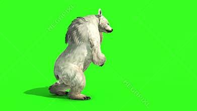 White Bear Attacks Side Green Screen 3D Rendering Animation