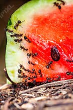 A group of toy black ants eating watermelon at a picnic, concept, horizontal with copy space