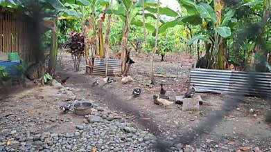 Pet chickens and ducks are roaming around the yard in the morning