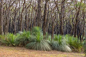 Grass trees growing amongst eucalypts in a recently burnt area.