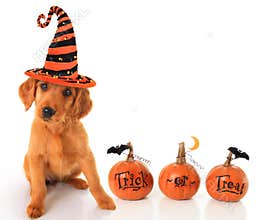 Halloween puppy