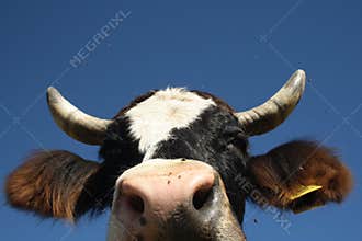 Cow
