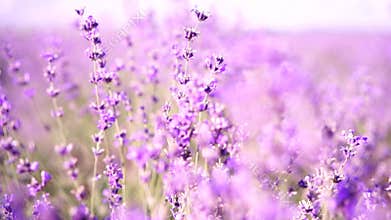 Blooming lavender field Selective focus. Lavender flower spring background with beautiful purple colors and bokeh lights