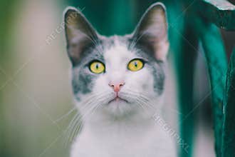 cat on street on day light