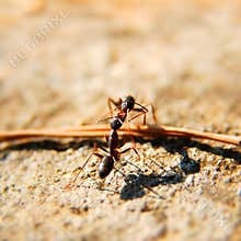 Ants fighting