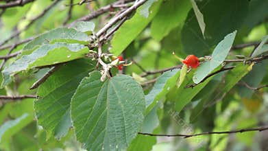 Helicteres isora (Indian screw tree, Idampiri valampiri, kayu ules, Samunpra pai ka bid, Modi modika, ulet ulet)
