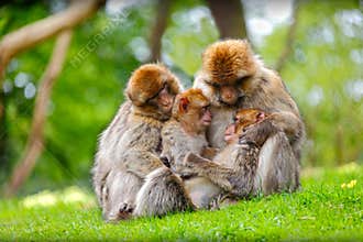 Monkey family