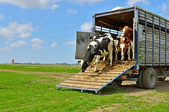 Cow runs in meadow after livestock transport