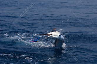 Marlin Jumping