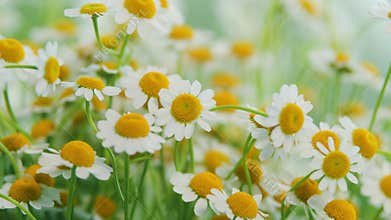 Lawn Daisy. White Yellow Blossom And Green Grass. White Chamomiles On Green Grass Background.