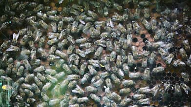 bees with honey crawling in beehive with