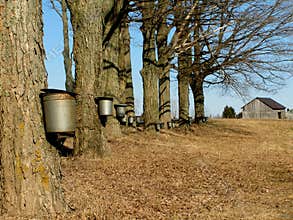 Maple trees with buckets