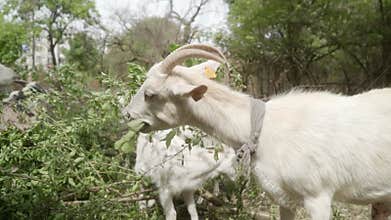 White domestic goats with cattle ear tags gnaw leaves from tree branches.