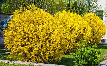 Forsythia bushes