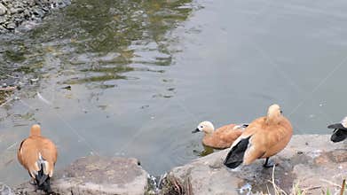 Natural documentary frame follows two waterfowl standing still on a riverside rock, warm plumage against cool water. It points to