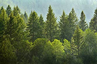 Forrest of Pine Trees in Rain