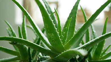Aloe Vera Plant Closeup Indoor Gardening