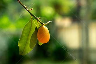 Ripe Kumquat Fruit Hanging on a Leafy Citrus Tree Branch