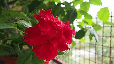 Double hibiscus is variety of hibiscus with lush, multi-layered red flowers, Chinese rose Hibiscus rosa-sinensis. Indoor form is