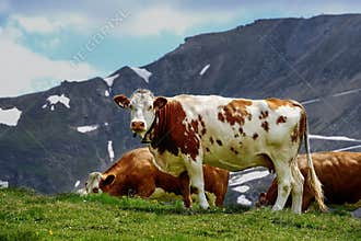 Alp cows
