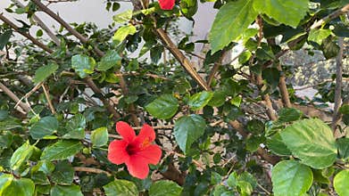 Hibiscus flower in vibrant red among lush green leaves, perfect for nature backgrounds