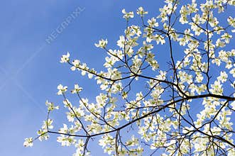 Dogwood Sky