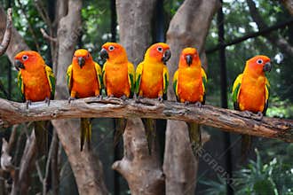 Sun Conure parrot bird