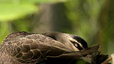 Pacific Black Duck Preening
