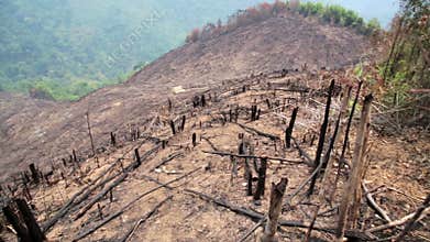 Deforestation, after forest fire, natural disaster