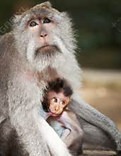 Monkey feeds her cub. Animals - mother and child