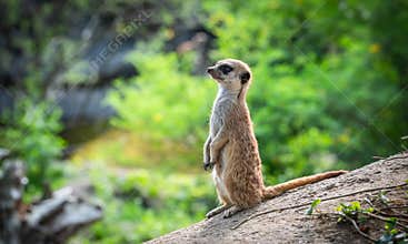 Meerkat Standing on Rock in Natural Landscape
