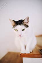 Cautious cat