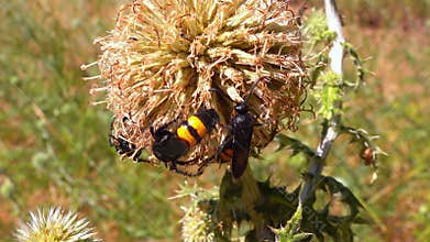 Scolia hirta, medium-sized wild wasp collecting nectar on flowers in the garden