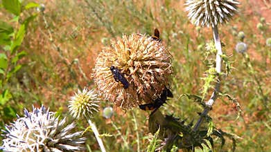 Scolia hirta, medium-sized wild wasp collecting nectar on flowers in the garden