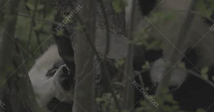 Ungraded C LOG 2, Giant Pandas Play In Slow Motion. Cute Panda Face Close-up View. Bear Or Simply, Is Bear Species