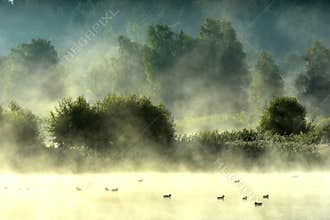 Misty foggy sunrise in summer near forest