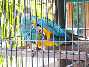 Blue and Yellow Macaw Parrot with Vibrant Plumage and Colorful Feathers in Nature.