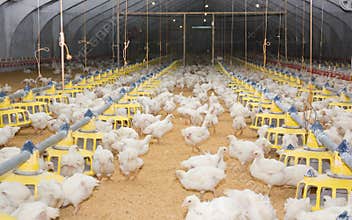 Chickens . Poultry farm