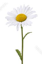 Daisy isolated on white