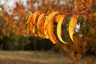 Golden Autumn Leaves on a Branch in Warm Sunlight