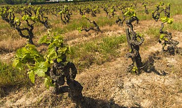 New season growth grapevines