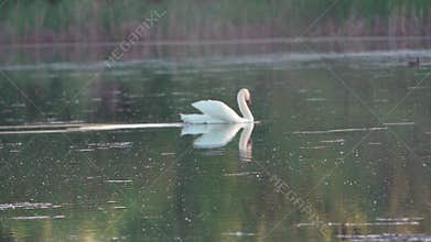 Mute swan (Cygnus olor). A white swan swims gracefully across a pond against a backdrop of reeds. Slow motion.