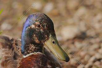 A young mallard in molt