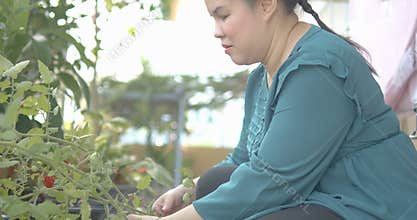 Person with blindness disability picking red ripe tomatoes on the vine tomato plant, growing and harvesting organic vegetable and