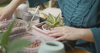 Person with blindness disability growing variegated sansevieria plant in small pot