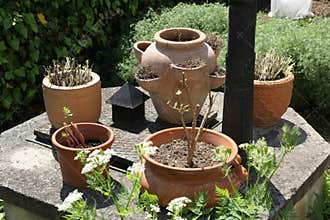 Pots of cold-sensitive plants