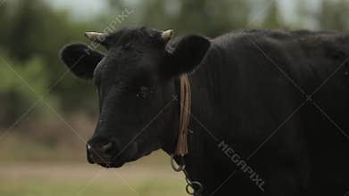 Black cow staing among green field in the village
