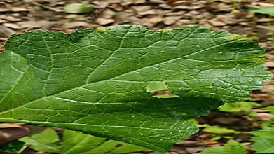 Close-up of a Damaged Mustard Leaf