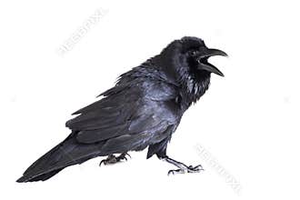 Common Raven isolated on white