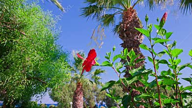 Close up view of red hibiscus flower blooming among palm leaves against blue sky with sunlight.